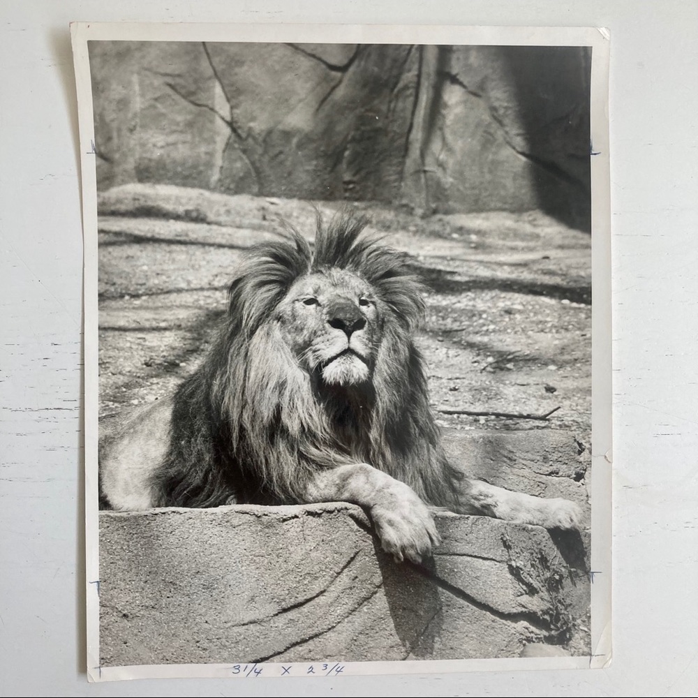 VTG 20s Nature Magazine Press Photo LION IN ZOO
